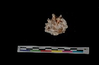 藏品(紫口岩螺)的圖片